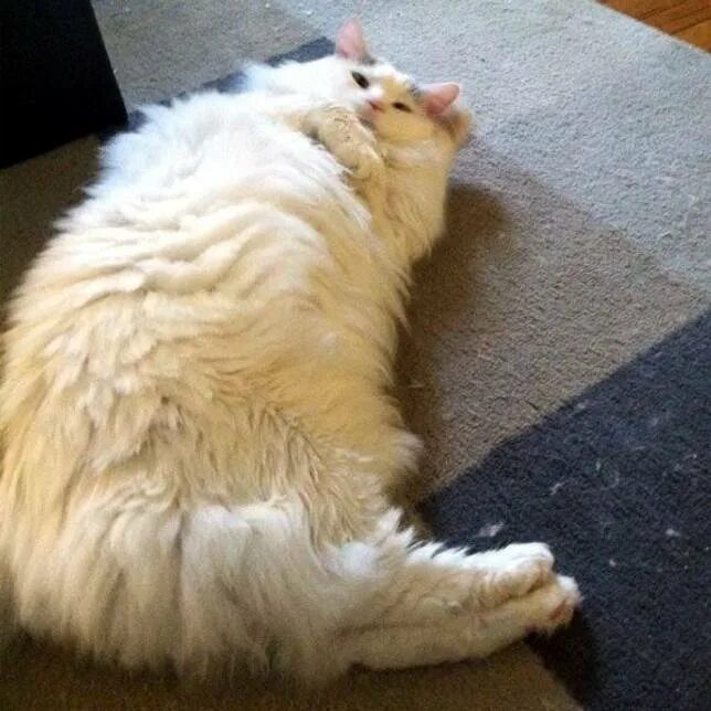 Толстый кот. Толстый кот лежит на спине. Жирный котик. Толстый котик спиной. Почему нравится лежать