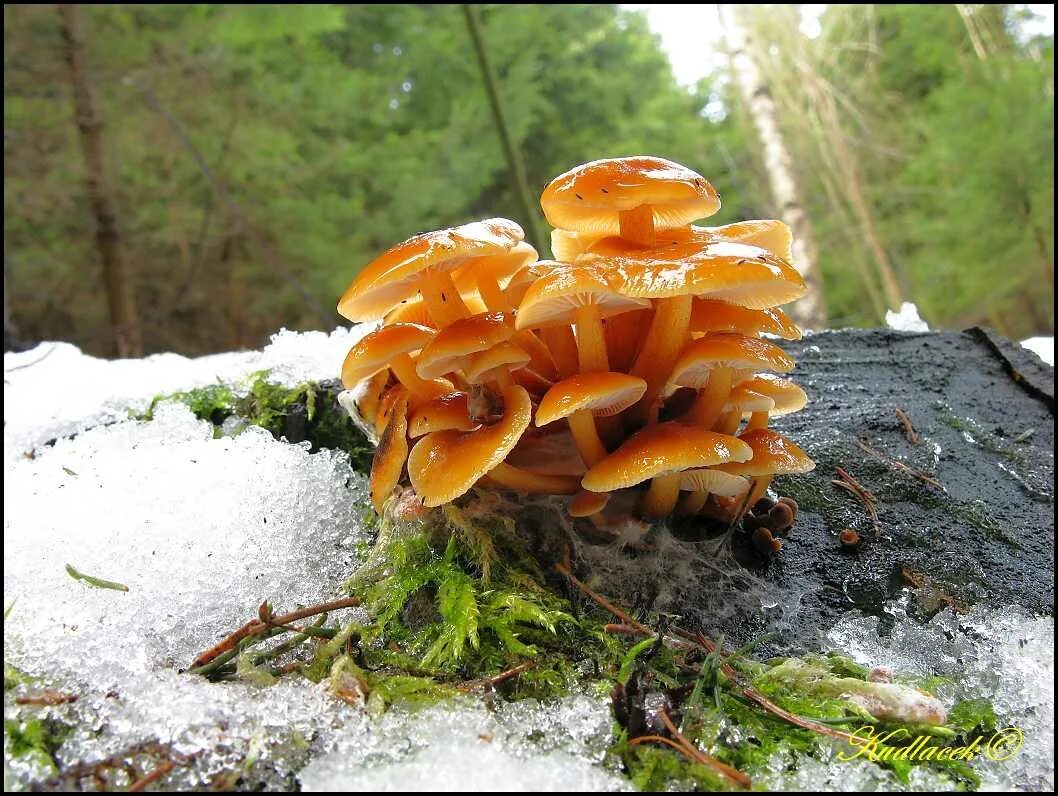 Flammulina velutipes. Опенок зимний (Flammulina velutipes) еда. Фламулина зимний опёнок. Фламмулина, Коллибия. Зимний опенок фото