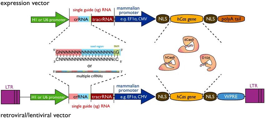 Криспер КАС 9. Вектор экспрессии. Набор CRISPR. CRISPR cas9 в практике. 9 expressions