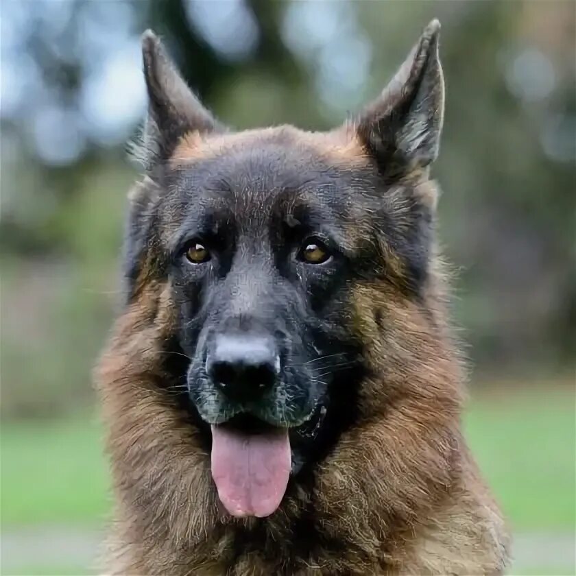 Basque Shepherd Dog (Gorbeiakoa) 02