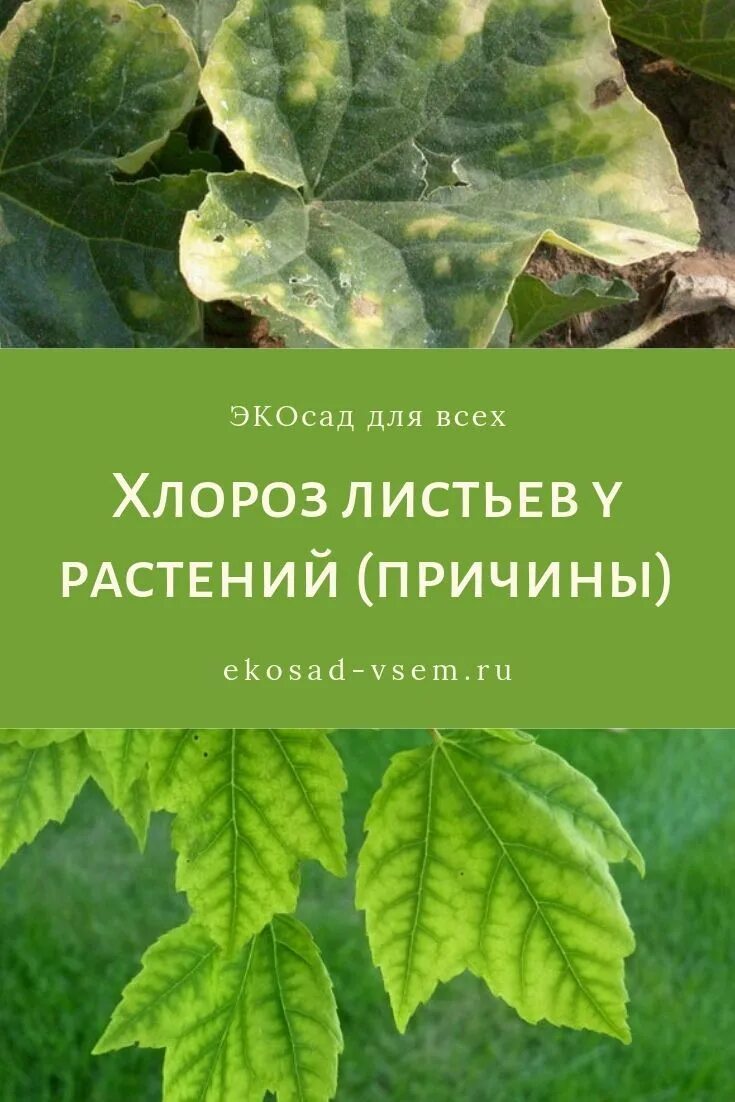 Магниевый хлороз. Хлороз листьев у растений. Хлороз огурца. Магниевый хлороз листьев огурца. Хлороз растений причины и лечение