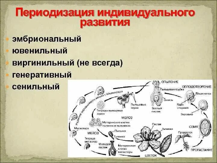 Генеративное половое размножение. Ювенильный этап онтогенеза растений. Эмбриональный этап развития растений. Ювенильная стадия развития растений. Вергинидиный этап онтогенеза.