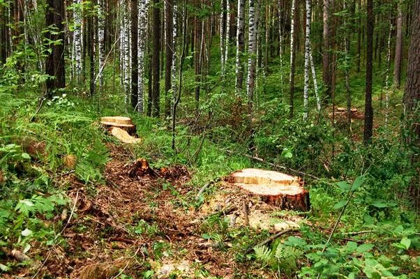 Выборочная рубка леса. Выборочная санитарная рубка. Рубки переформирования. Сплошная санитарная рубка. Сплошные выборочные рубки