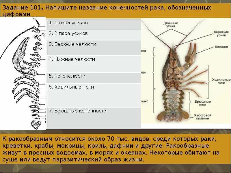 Внутреннее строение речного. Внешнее строение ракообразных. Ракообразные строение тела. Внутреннее строение ракообразных. Конечности ракообразных.