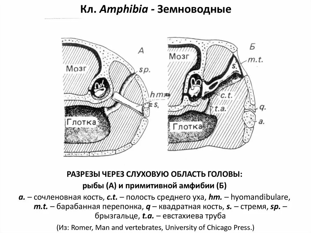 Строение органа слуха земноводных. Орган слуха лягушки строение. Строение среднего уха у земноводных. Строение среднего уха амфибий.