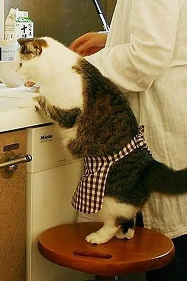 Фартук кошка. Кот готовит. Кот в переднике. Кот в фартуке готовит. Cooking cat