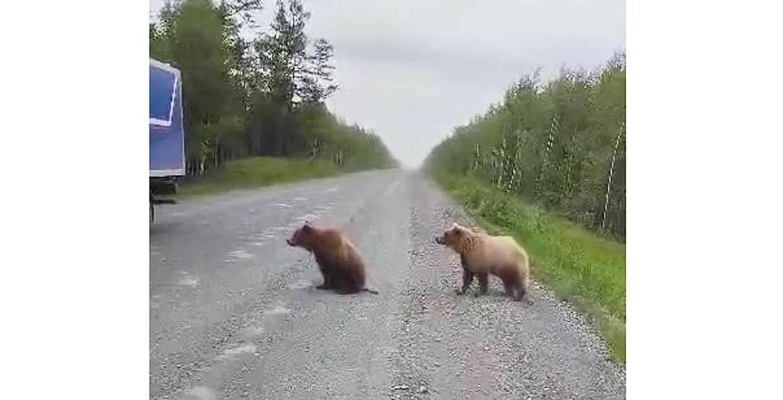 Медведь живет в степи. Камчатка медведи. Медведь Россия. Медвежонок на дороге.