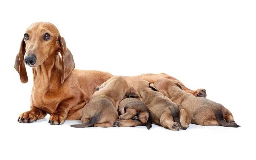 Мама кормит щенков. Собака. Собака кормит щенков. Собака со щенками на Светлом фоне.