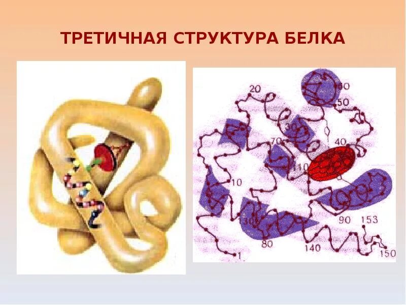 Третичная структура белка данная структура. Белки в третичной структуре белка. Третичная структура белка это структура. Третичная структура белка. Третичная структура белкк.