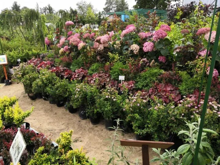 дивосад в смоленске. дива сад. дива сад. дива сад. садовый центр дивосад смоленск улица кутузова.