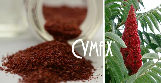 Sumac приправа. Турецкая специя Sumac. Сумак специя растения. Сумак специя из чего. Сумах для чего используется