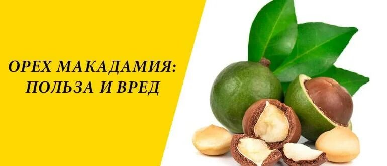 Орех макадамия польза и вред. Макадамия орех полезные. Орех макадамия полезные свойства для женщин. Орех макадамия польза и вред для организма. Польза орехов макадамия.