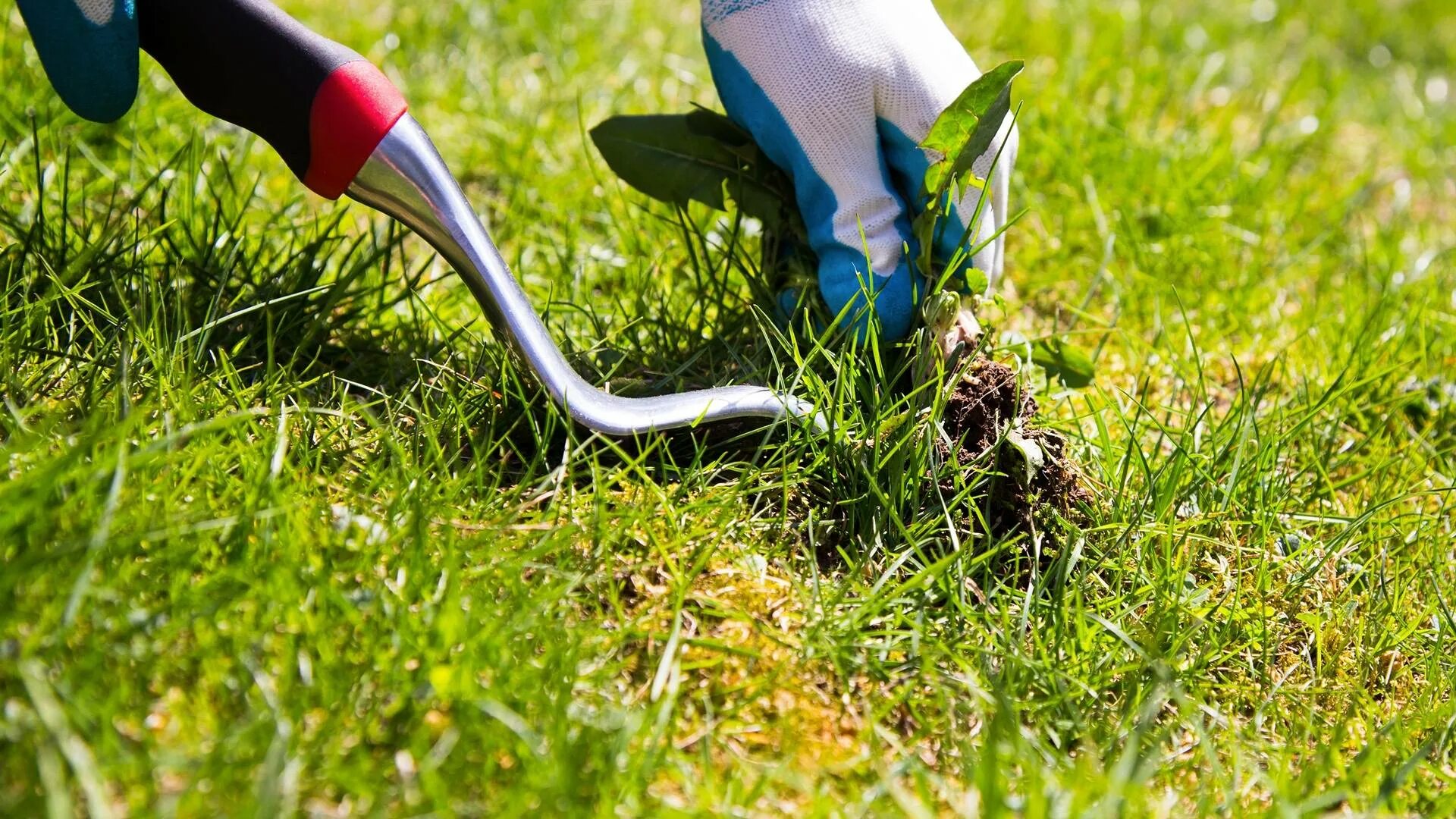 Сорняки. Борьба с сорняками на огороде. Химическая прополка газона. Борьба с сорняками гербициды. Борюсь с сорняками.