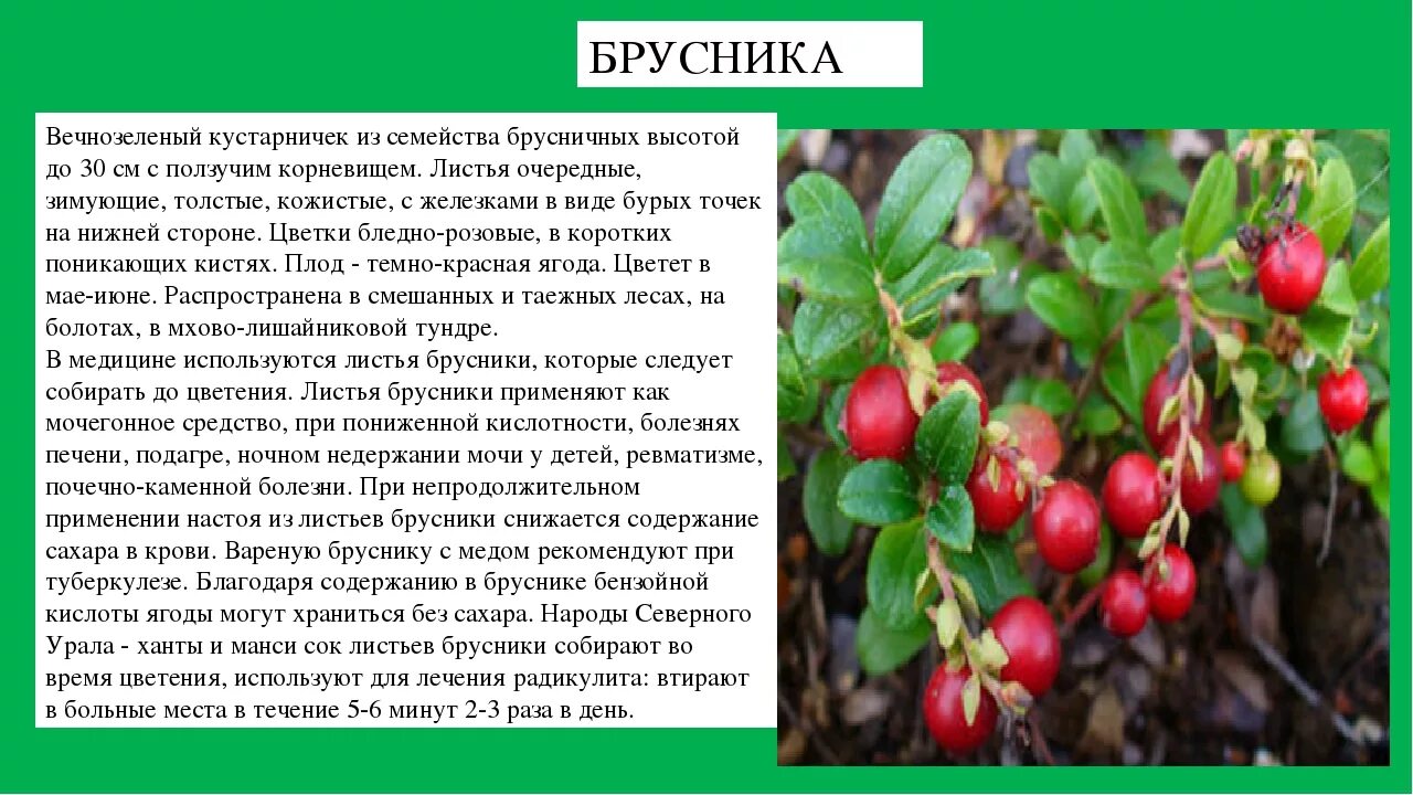 Рассмотрите изображение листа брусники и опишите
