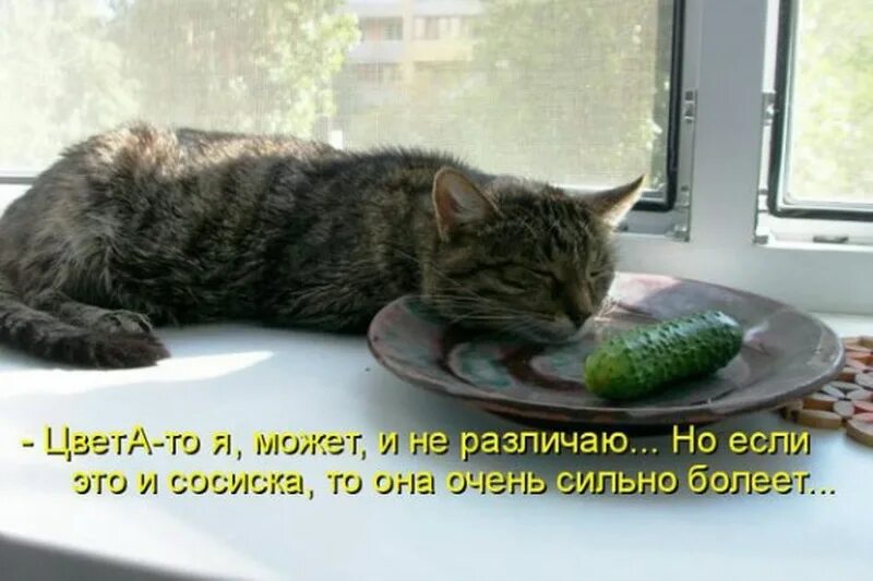 Котам можно огурцы. Котики приколы с надписями. Смешные котики с надписями. Смешные картинки с котиками и надписями. Смешные коты с надписями.