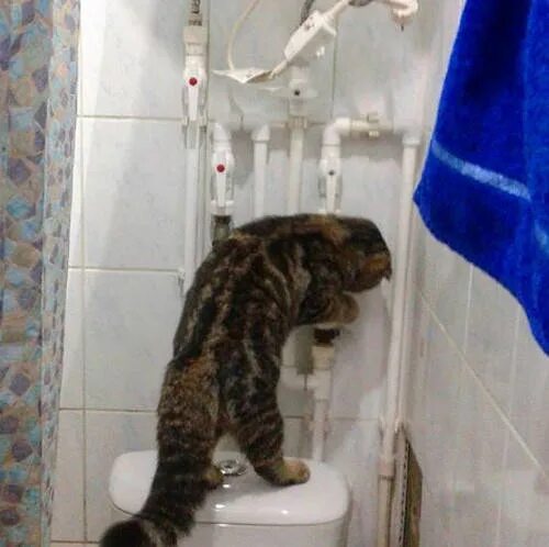 Котик водопроводчик. Кот слесарь. Кот и сантехника. Коты и сантехника. Кот и сантехника.