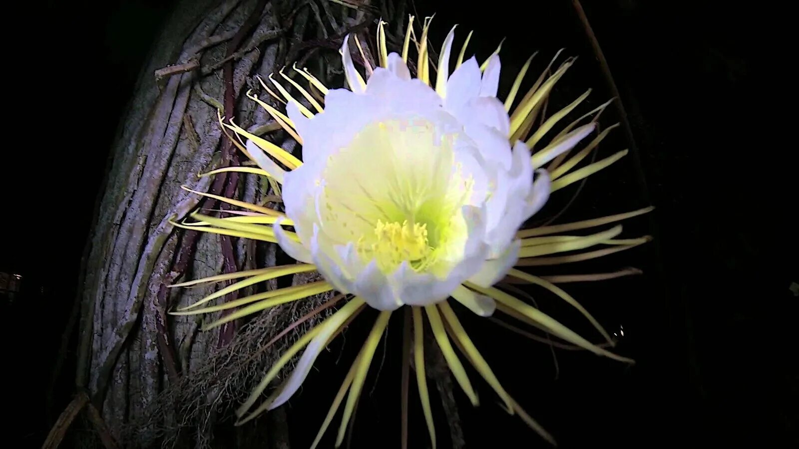 Цветок что распускается по ночам. Кадупул цветок. кадупул (epiphyllum oxypetalum). эпифиллум царица ночи. кадупул королева ночи.