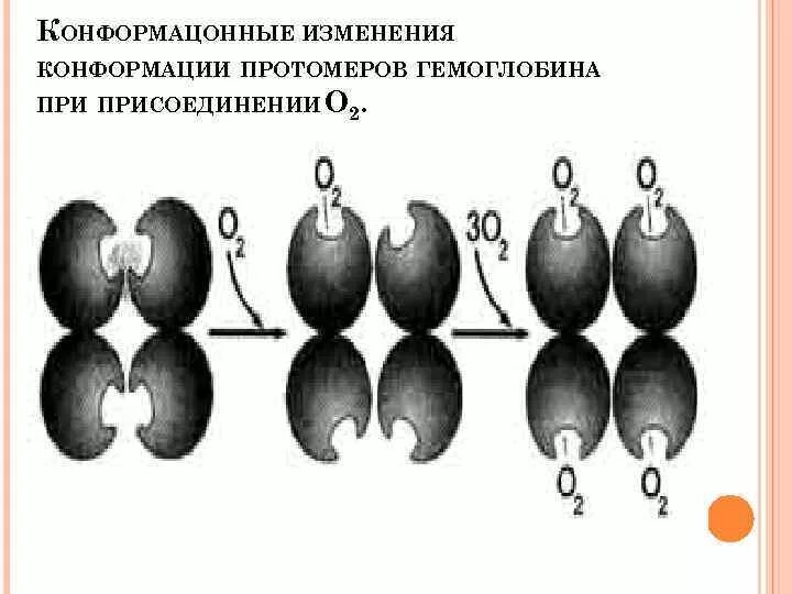 Изменение конформации. Кооперативное взаимодействие протомеров гемоглобина. Кооперативность изменения конформации протомеров. Кооперативные изменения конформации протомеров гемоглобина. Кооперативные изменения конформации протомеров примеры.