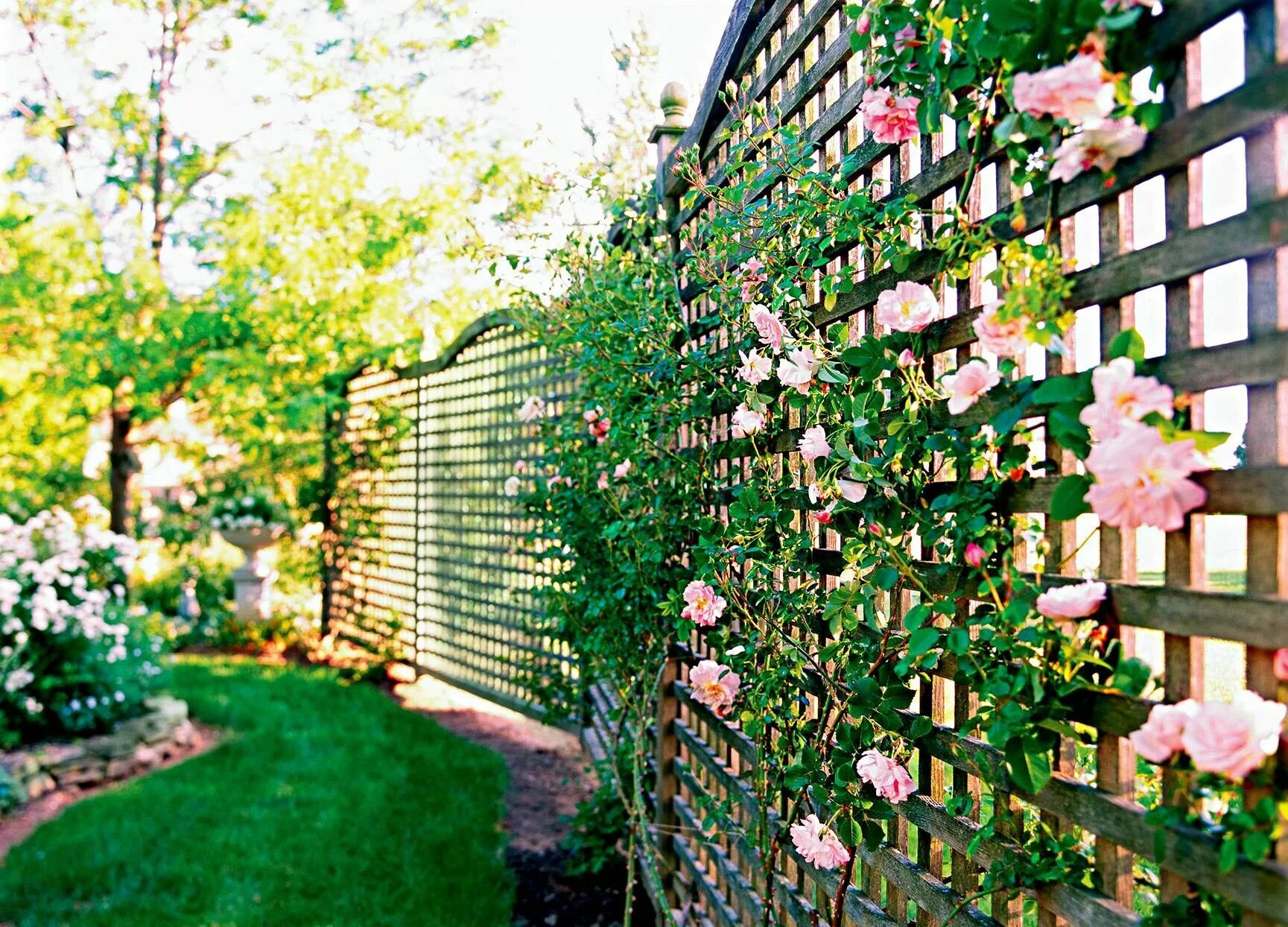 Стена соседского. Сетка Шпалерная для роз Garden. Вьюнок на заборе.