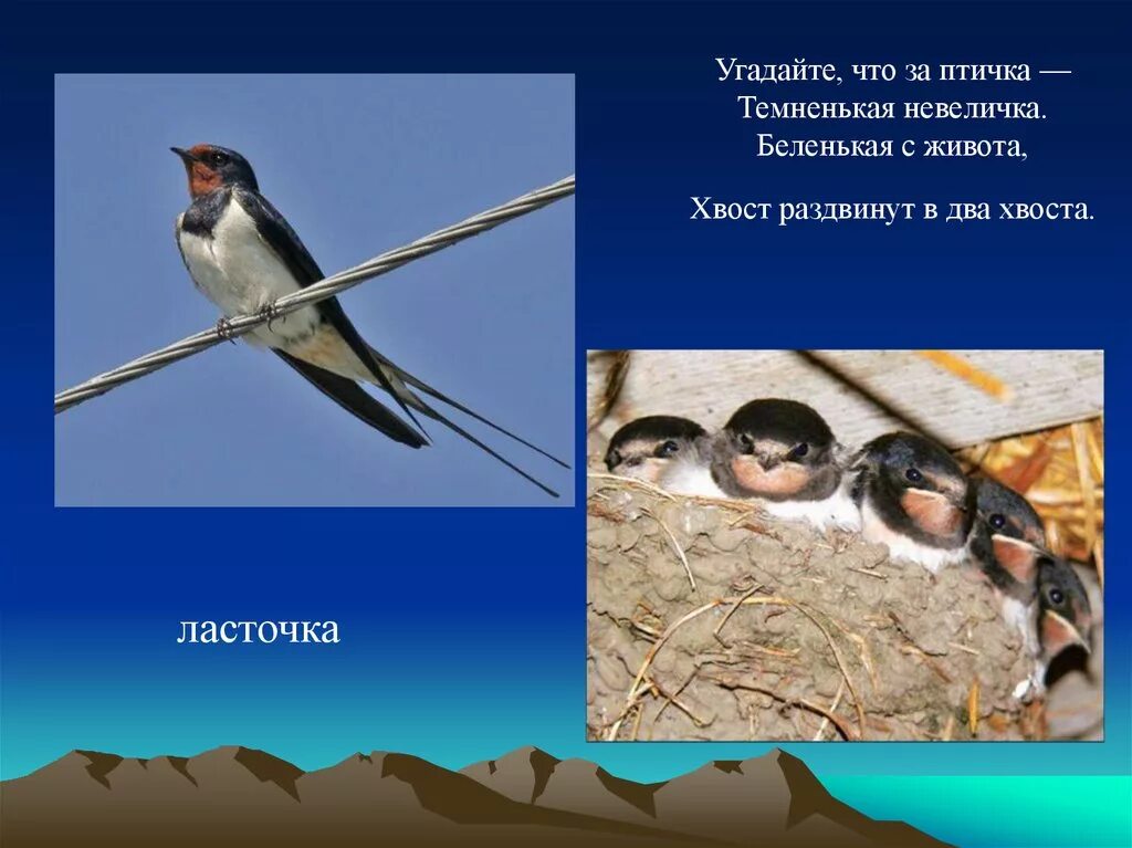 Текст про ласточку. Ласточка Перелетная птица или. Информация о Ласточке. Ласточка информация для детей. Ласточка Перелетная птица или нет.