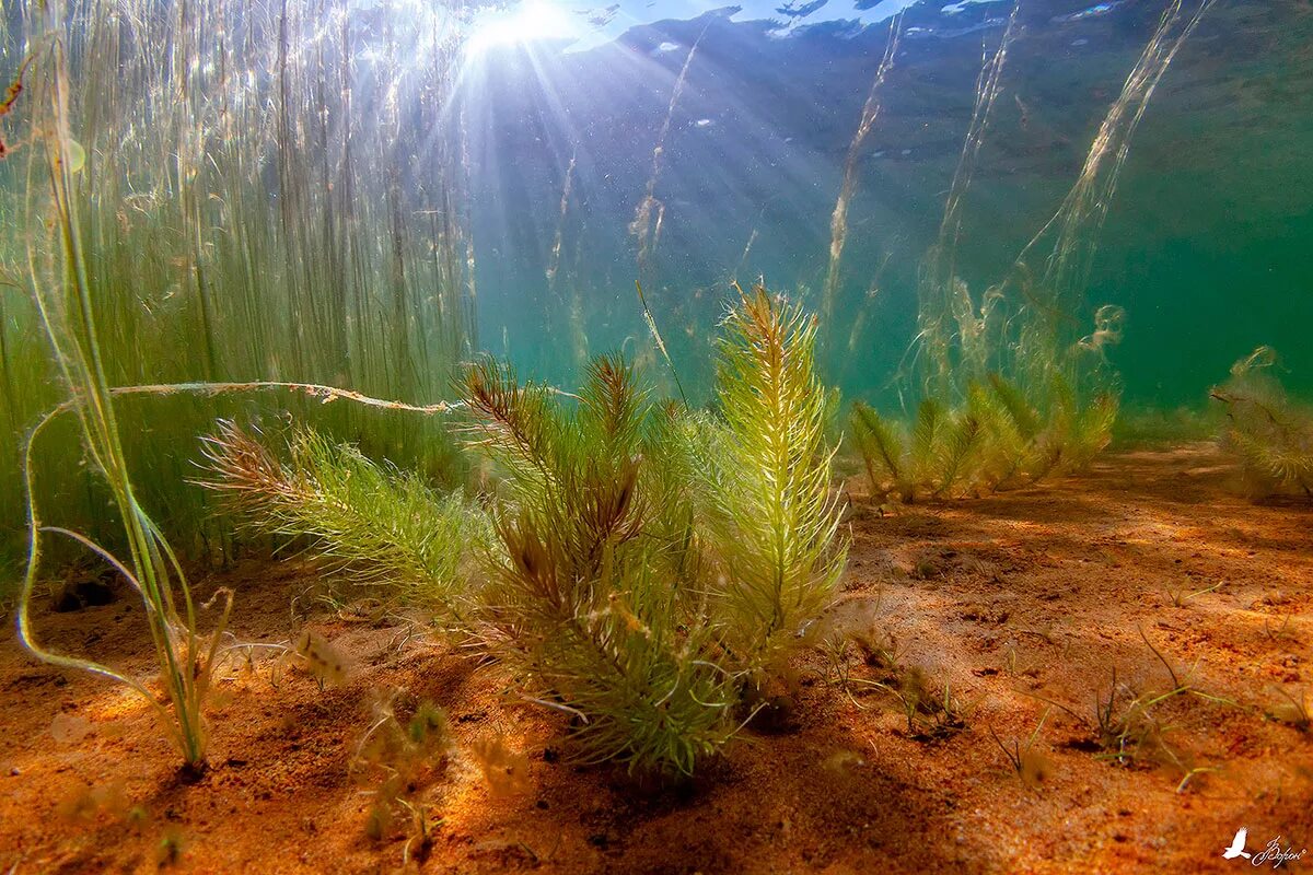 Топкое дно озера 4. Водоросль фукус Пресноводная водоросль. Водоросли диатомеи Телецкого озера. Речные водоросли Посейдония. Диатомовые водоросли Каспийского моря.