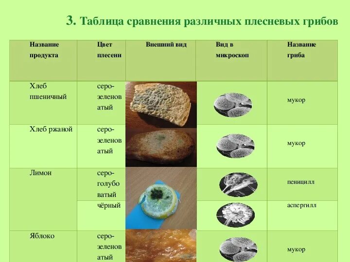 Плесневые грибы представители. Виды плесневых грибов. Виды плесневых грибов названия. Название плесневых грибов. Плесневые грибы таблица.