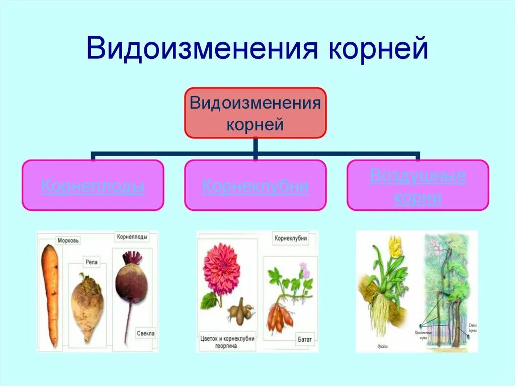 Растений являются видоизмененными корнями. Видоизменения корня 6 класс биология.