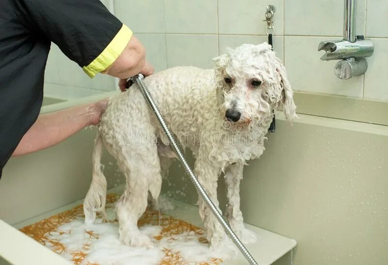 Мыло пудель. Помытый пудель. Пудель моется. Грумерский салон мытье собак. Пуделя мытьё пуделя.