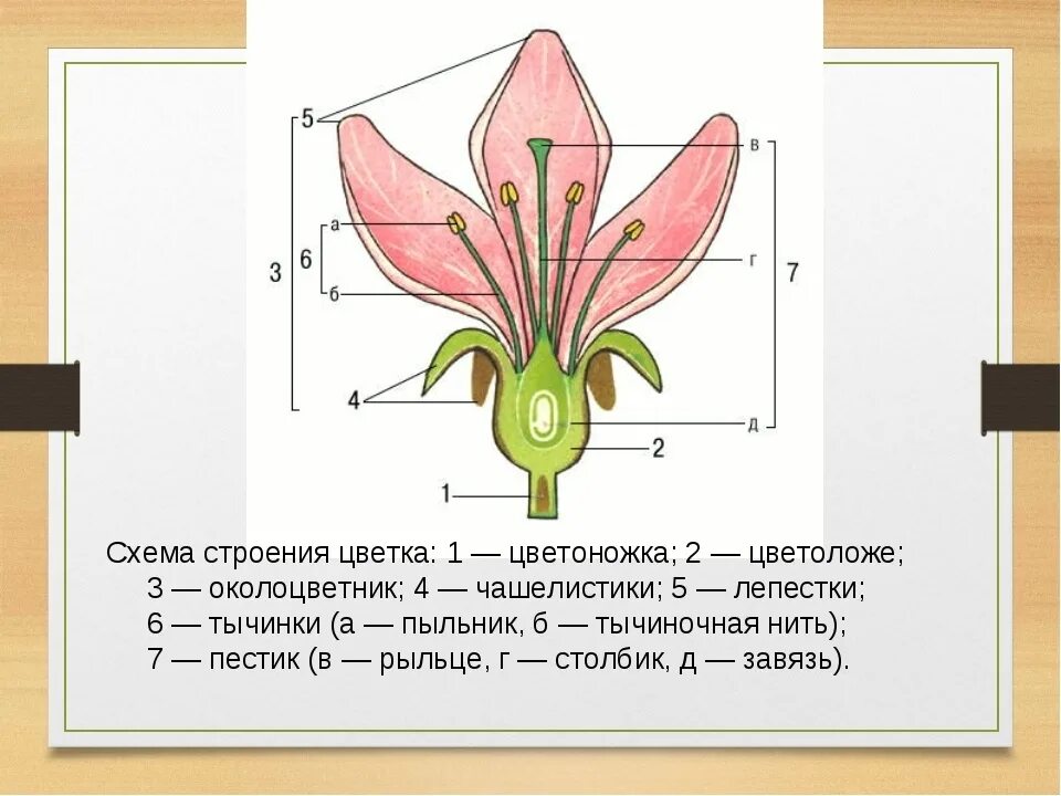 Обычно венчик окружен б состоящей из чашелистиков. Пыльник тычиночная нить рыльце. Чашелистики пестик тычинки венчик. Цветоножка цветоложе схема. Строение лилии биология.