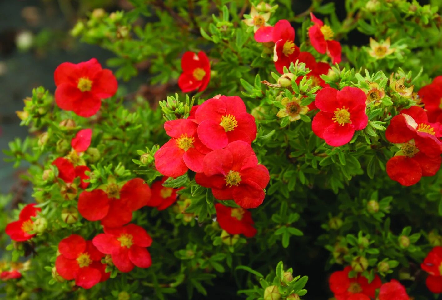 Potentilla fruticosa 'Happy Face Yellow' (Shrubby Cinquefoil) Garden retreat ide