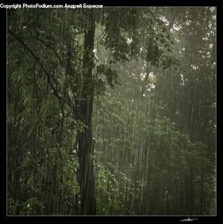 Картинки Дождливого Леса (150 фотографий) .