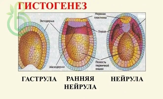 Органогенез нейрула. Нейрула строение. Нейрула строение ЕГЭ. Гистогенез в эмбриогенезе.