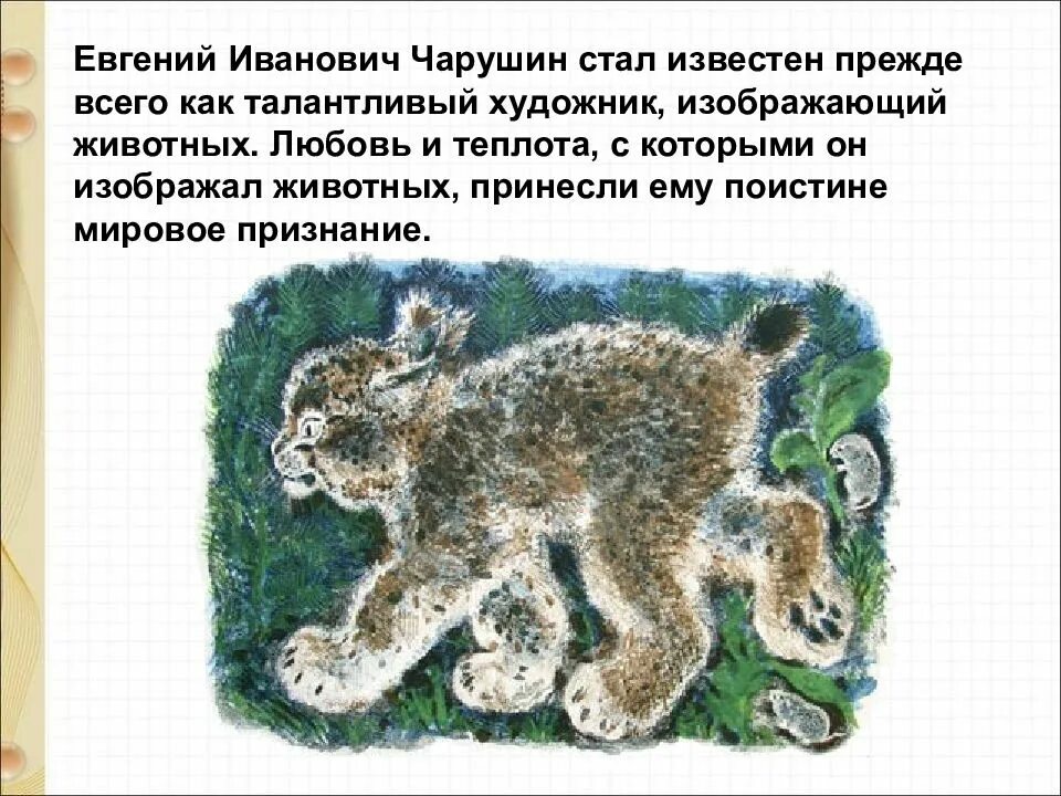 Лесной котенок Чарушин. Чарушин рысенок. Е и чарушин теремок читать