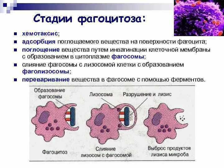 Этапы фагоцитоза иммунология. Стадии фагоцитоза иммунология. Механизм фагоцитоза макрофагом. Стадии фагоцитоза активация мембраны. Может осуществлять фагоцитоз способен к амебоидному движению