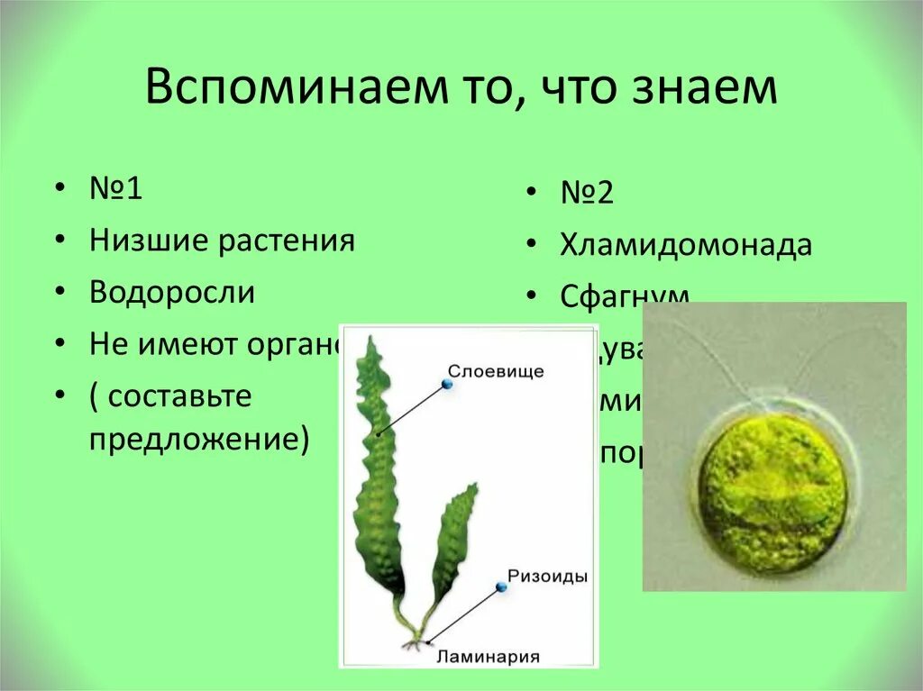 Три организма водоросли. Водоросли низшие растения. Низшие растения слоевище. Водоросли не имеют. Тело низших растений.