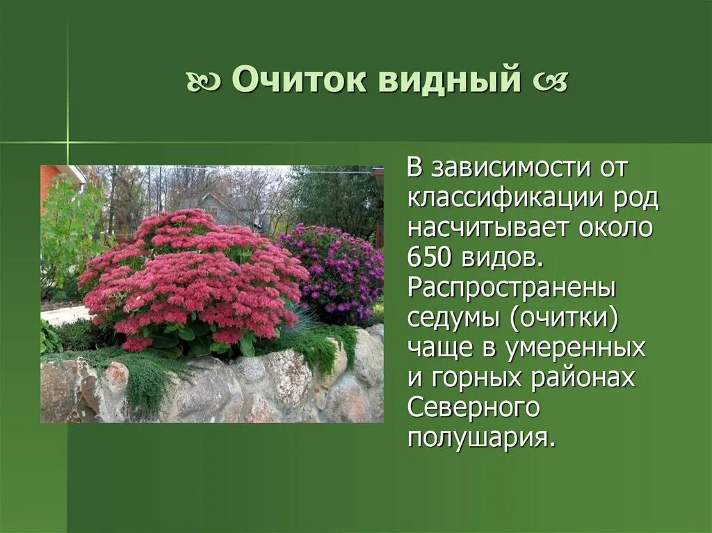 Очиток Видный листья. Очиток Видный, с2. Очиток (Sedum)Видный (4). Сообщение на тему декоративные растения