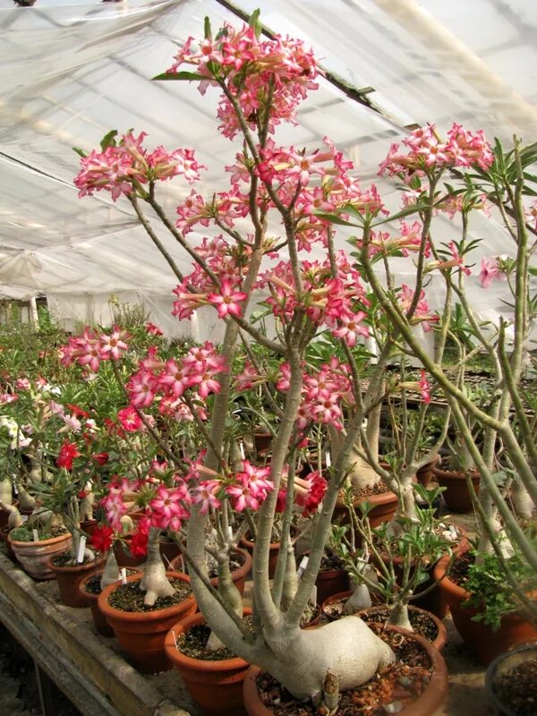 адениум начинает цвести