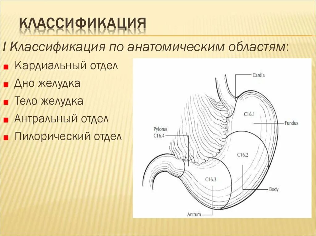 Какие отделы имеет желудок. Строение желудка антральный отдел. Антральный и пилорический отделы желудка. Отделы желудка антральный отдел. Пилорический отдел желудка схема.