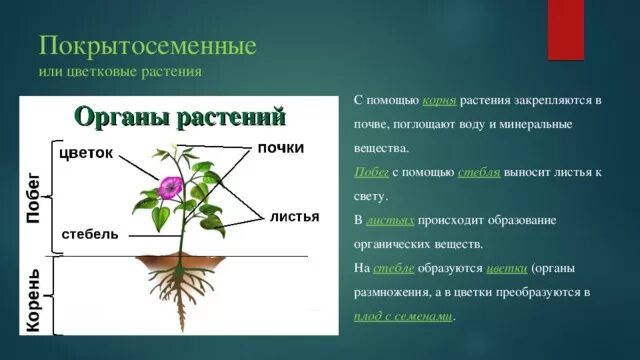 Урок покрытосеменные. Строение растения. Строение органов растений. Строение частей цветковых растений. Органы покрытосеменных растений.