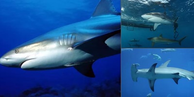 атлантический океан животный мир акулы