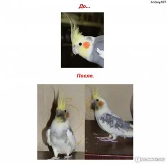 Как видят кореллы