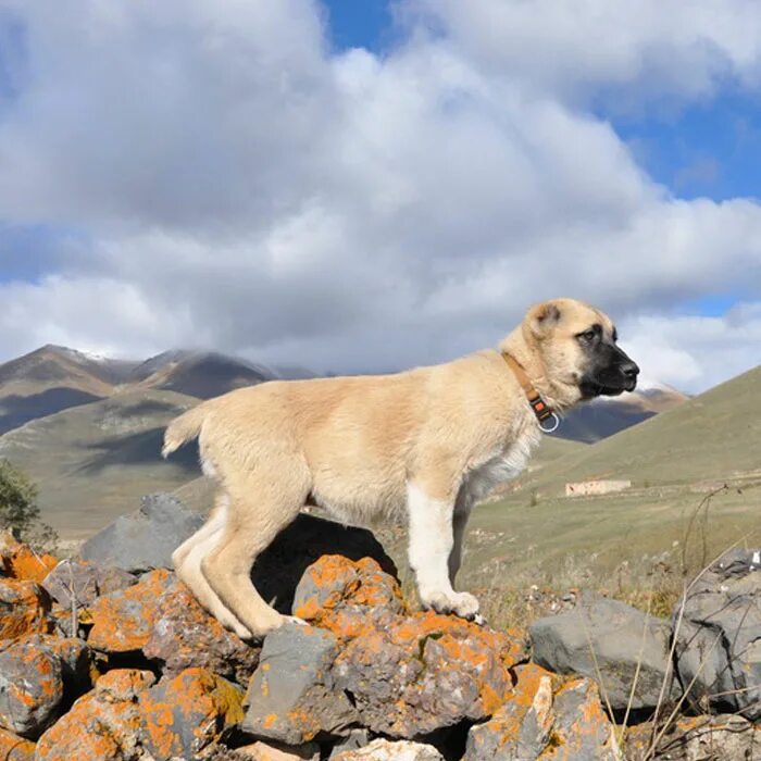 порода гампр. собака армянский гампр фото. порода гампр. армянская овчарка гампр. гампр армянский волкодав.