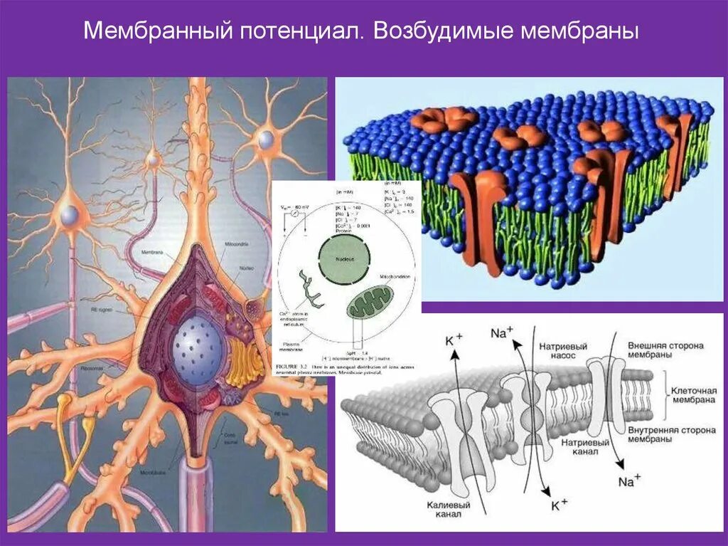 Мембрана возбудимой клетки. Строение и функции возбудимых мембран.