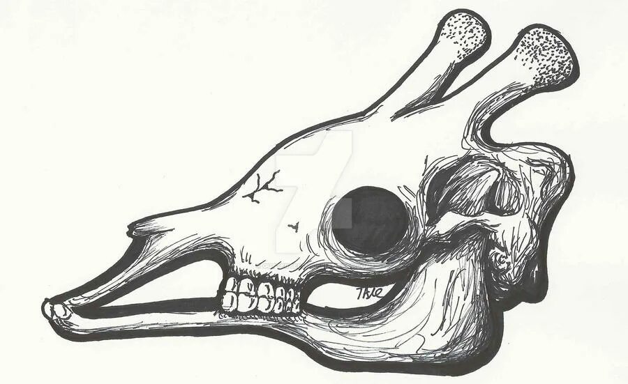 Череп жирафа. Череп жирафа рисунок. череп жираф скетч. арт череп жираф\. череп жирафа схема.