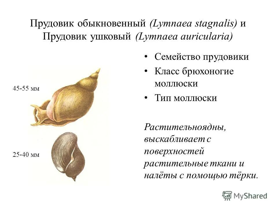 Признаки характерные для прудовика