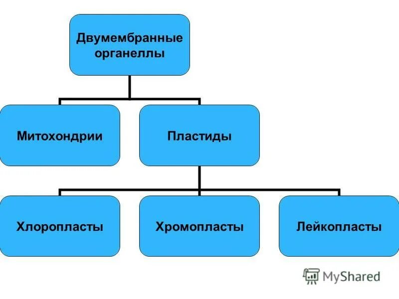 Хлоропласт двумембранный. Двумембранные органоиды пластиды. Двумембранные органеллы функции. Строение двумембранных органоидов. Двумембранные органоиды функции.