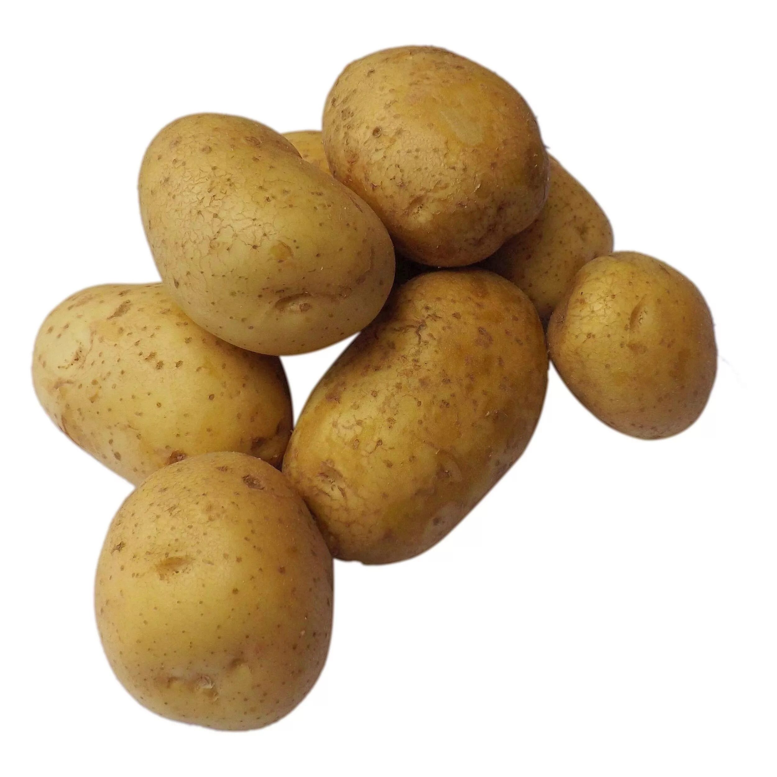 Приму картошку. Семенной картофель Вега. Сорт картофеля Вега. Картофель Джувел. Сорт картошки Вега.