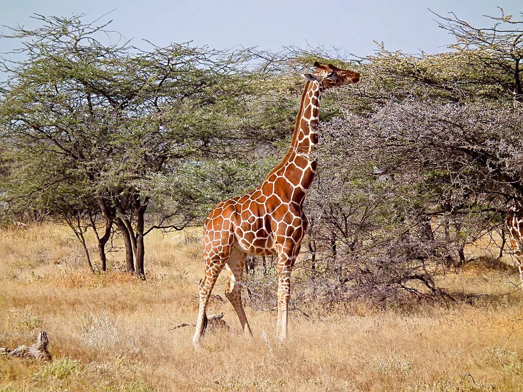 Какой тип развития характерен для сетчатого жирафа. Сетчатый Жираф. Сетчатые Жирафы. Кения Жирафы. Сетчатый Жираф сбоку.