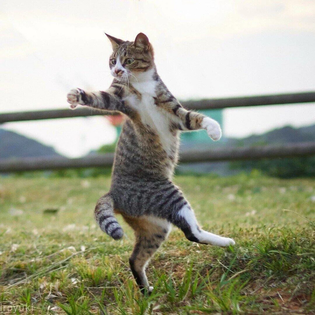 Смешной кот. Танцующий кот. Веселый котик. Радостный кот. Веселые кошечки