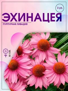 Эхинацея ливадия